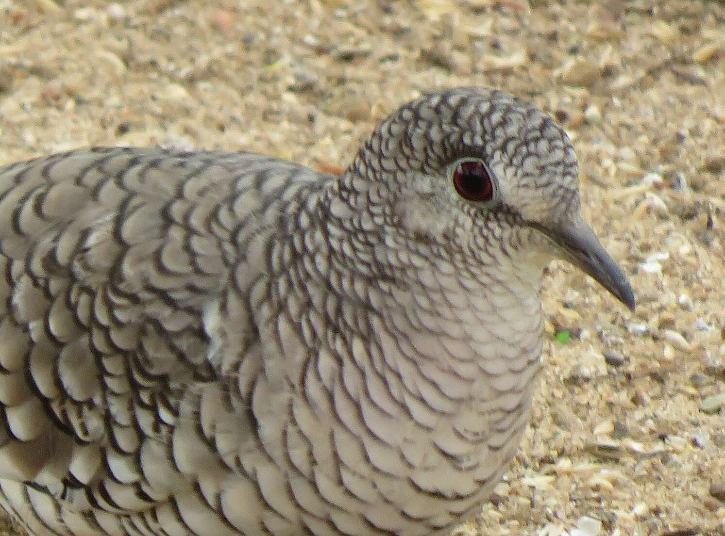 Image of Scaled Dove