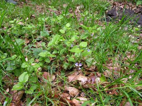 Image of Wood speedwell