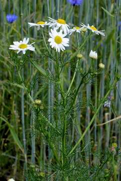 Image of mayweed