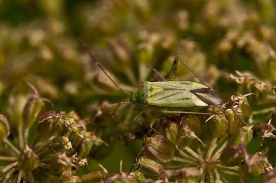 Image of Adelphocoris quadripunctatus (Fabricius 1794)