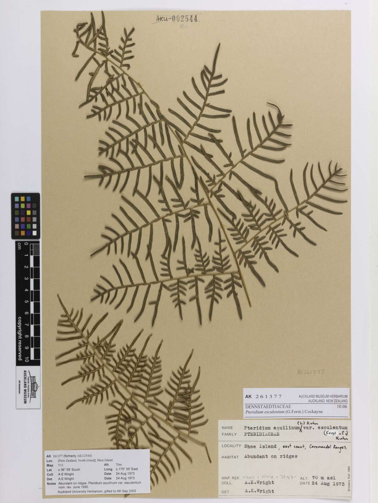 Image of Pteridium esculentum (G. Forst.) Nakai