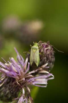 Image of Adelphocoris quadripunctatus (Fabricius 1794)