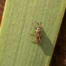 Image of Bulrush Bug