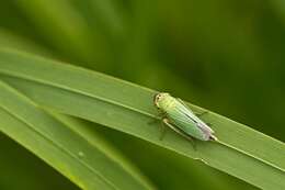 Image of Cicadella