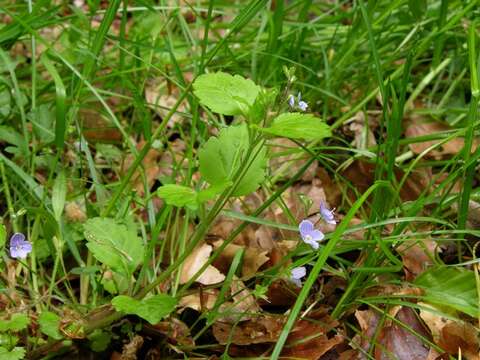 Image of Wood speedwell