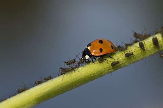 Image of lady beetles