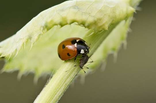 Image of Coccinella