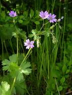 Image of hedgerow geranium