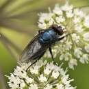 Protocalliphora azurea (Fallen 1817) resmi