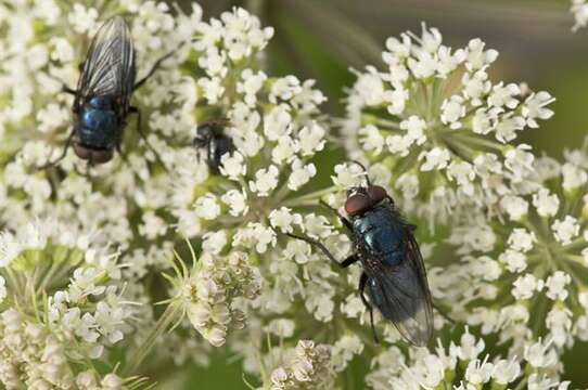 صورة Protocalliphora