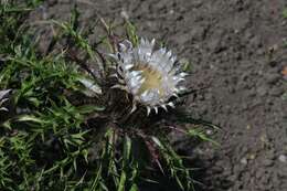 Image of carline thistle