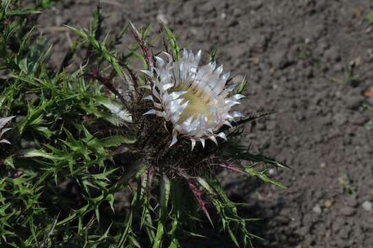 Слика од Carlina