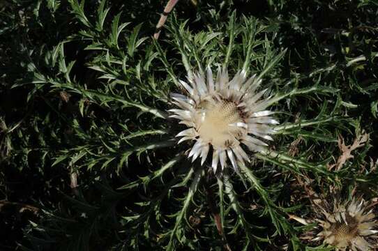 Image of carline thistle