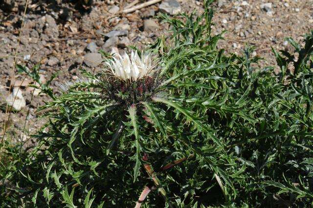 Image of carline thistle