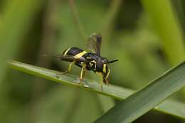 Image of Chrysotoxum