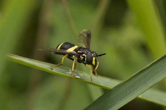 Image of Chrysotoxum