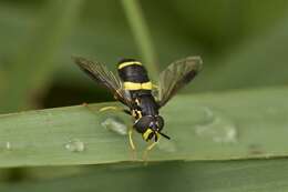 Image of Chrysotoxum