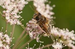 Image of Eristalis pertinax (Scopoli 1763)