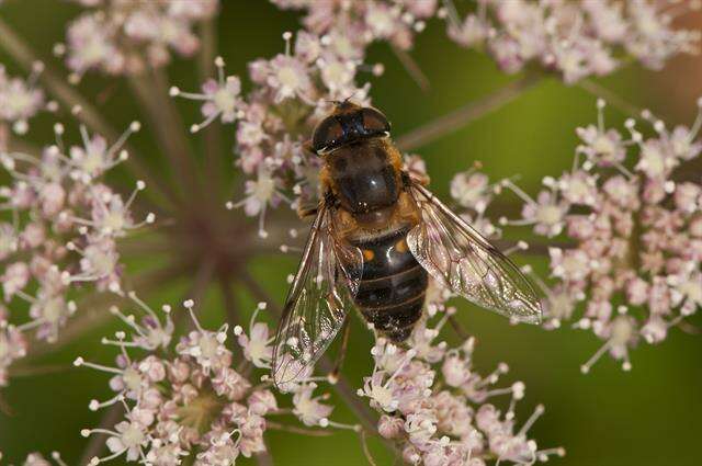 Image of Eristalis pertinax (Scopoli 1763)