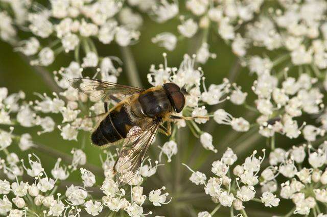 Image of Eristalis pertinax (Scopoli 1763)