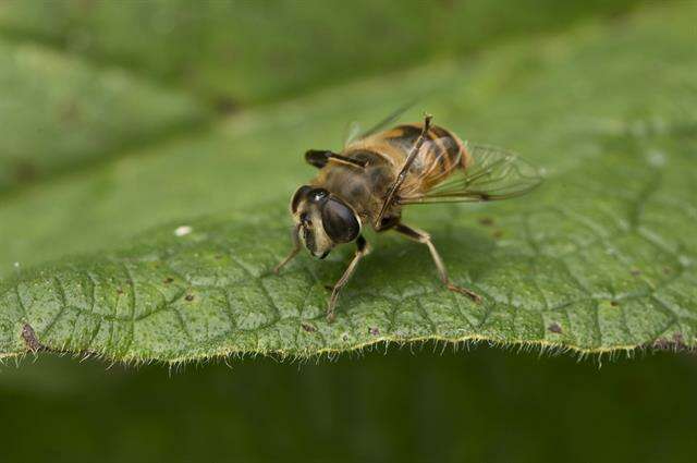 Image of Panarthropoda