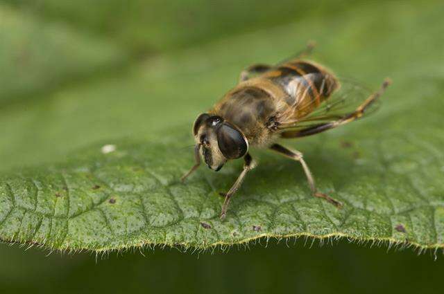 Image of Panarthropoda