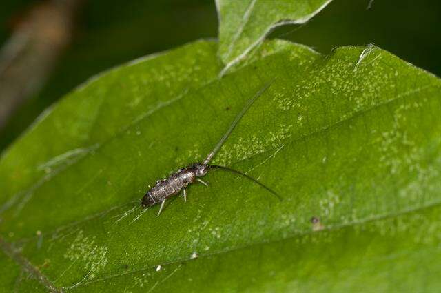 Image of Tomoceridae