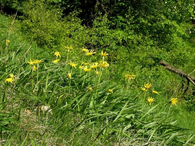 Image of salsify