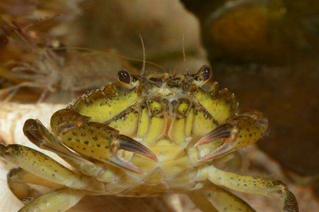 Image de Carcinidae MacLeay 1838