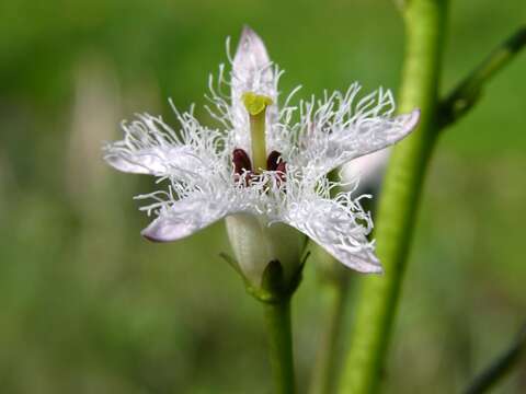 Image of bogbean