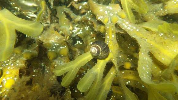 Image of Periwinkle snails