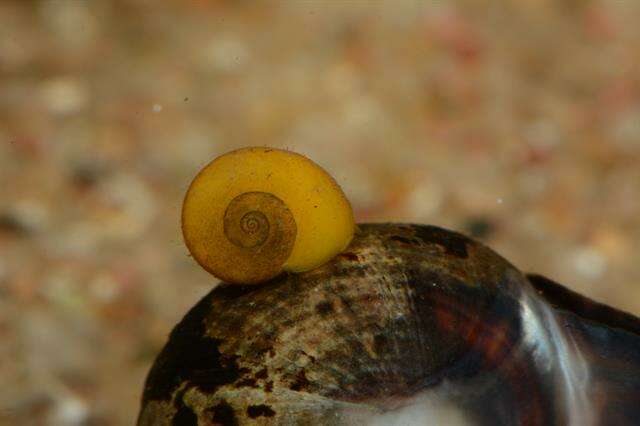 Image of Periwinkle snails