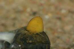 Image of Periwinkle snails