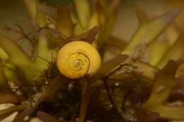 Image of Periwinkle snails