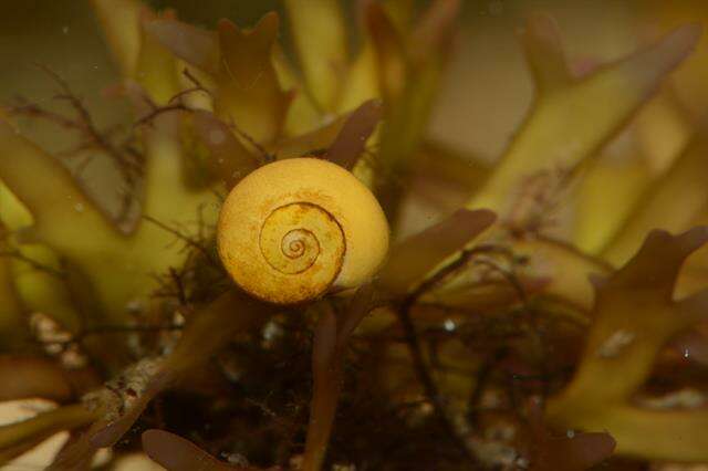 Image of Periwinkle snails