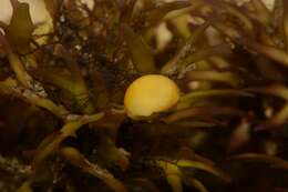 Image of Periwinkle snails