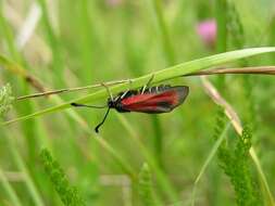 Image of <i>Zygaena minos</i>