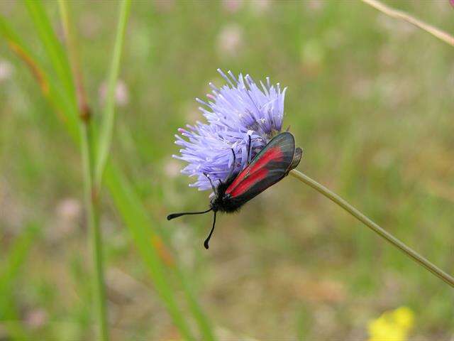 Image of <i>Zygaena minos</i>