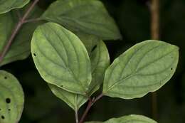 Image of dogwoods