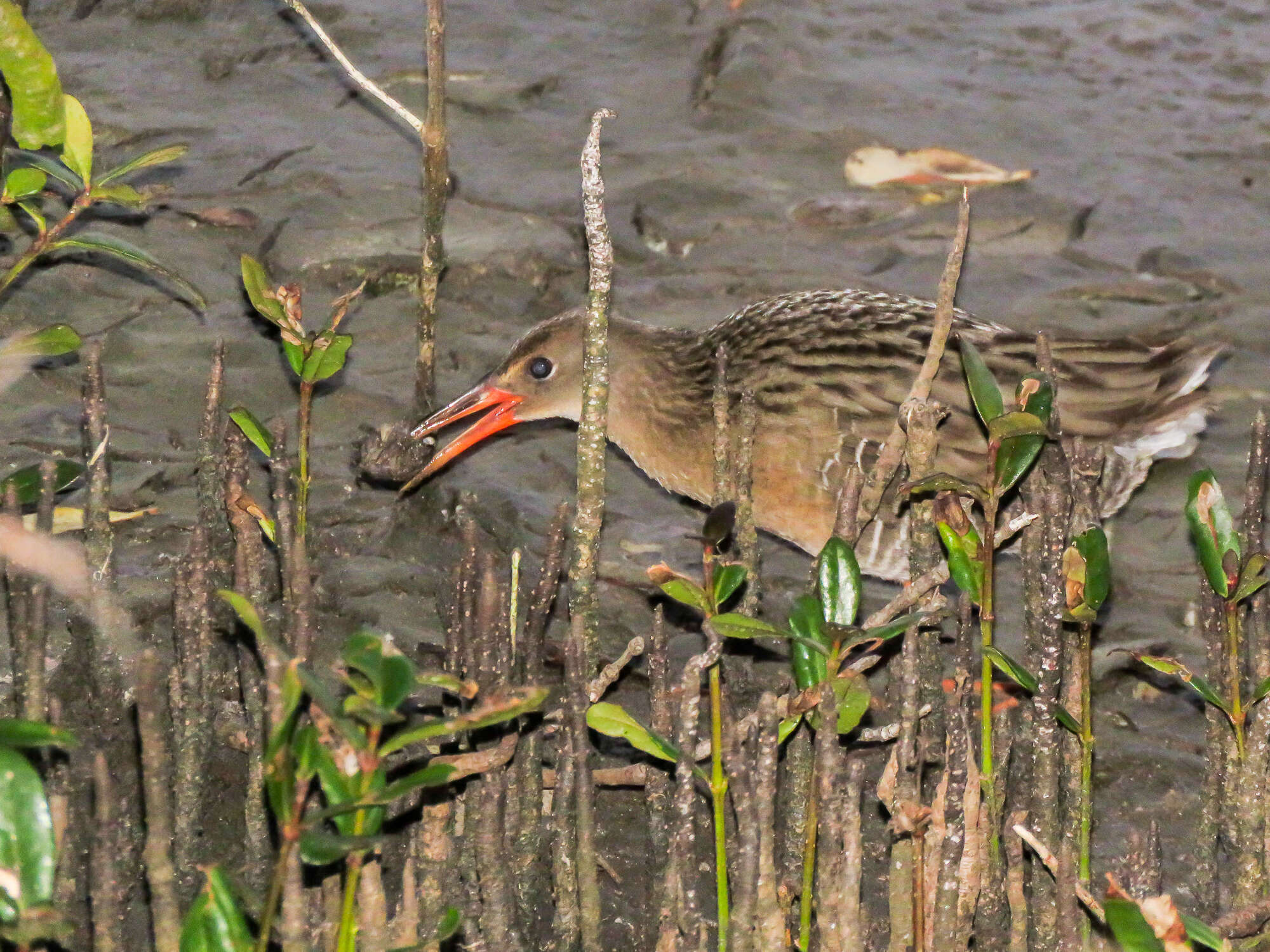 Image of Mangrove Rail