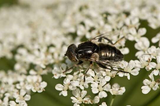 صورة Eristalinus