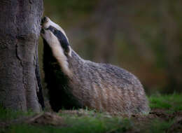 Image of badger