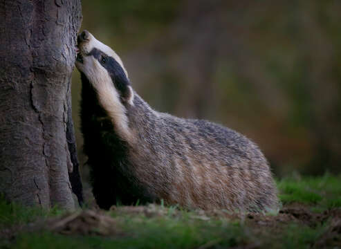 Image of badger