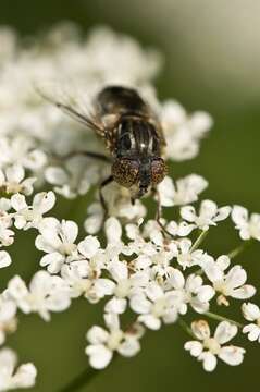 Image of Eristalinus