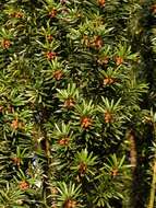 Image of yew family