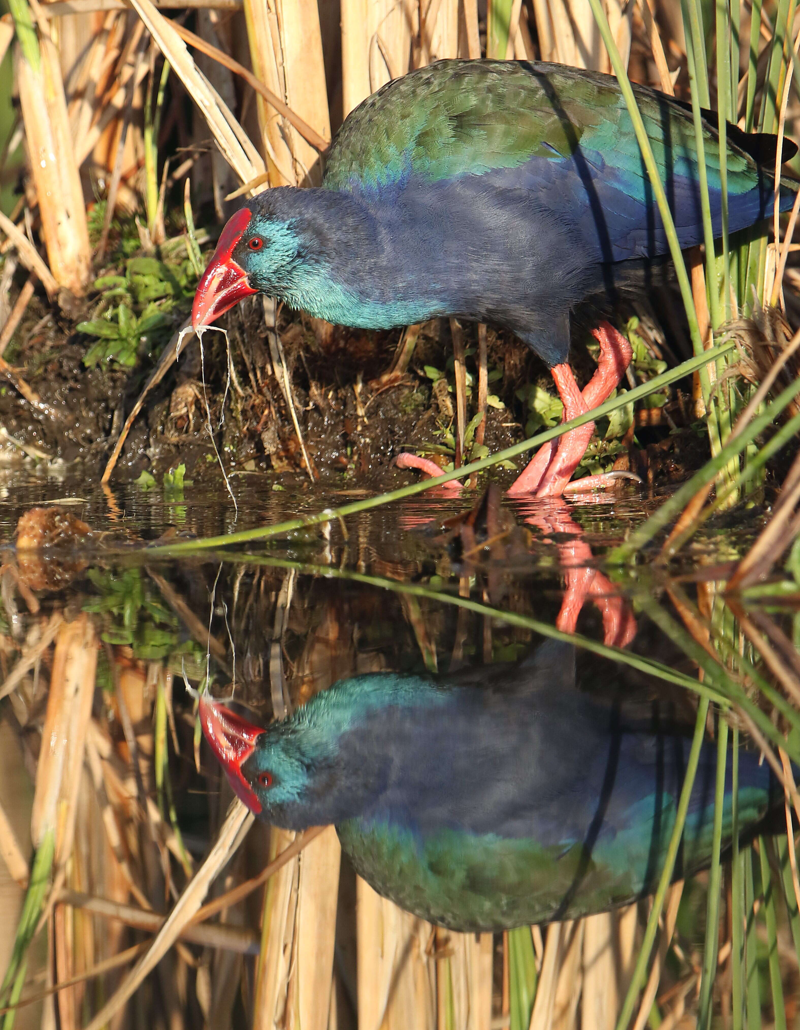 Image of African Swamphen