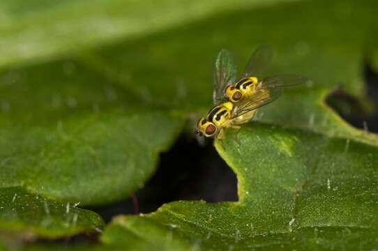 Image of grass flies