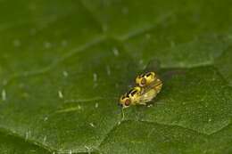 Image of grass flies