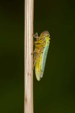 Image of Cicadella