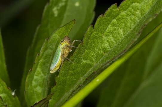 Image of Cicadella